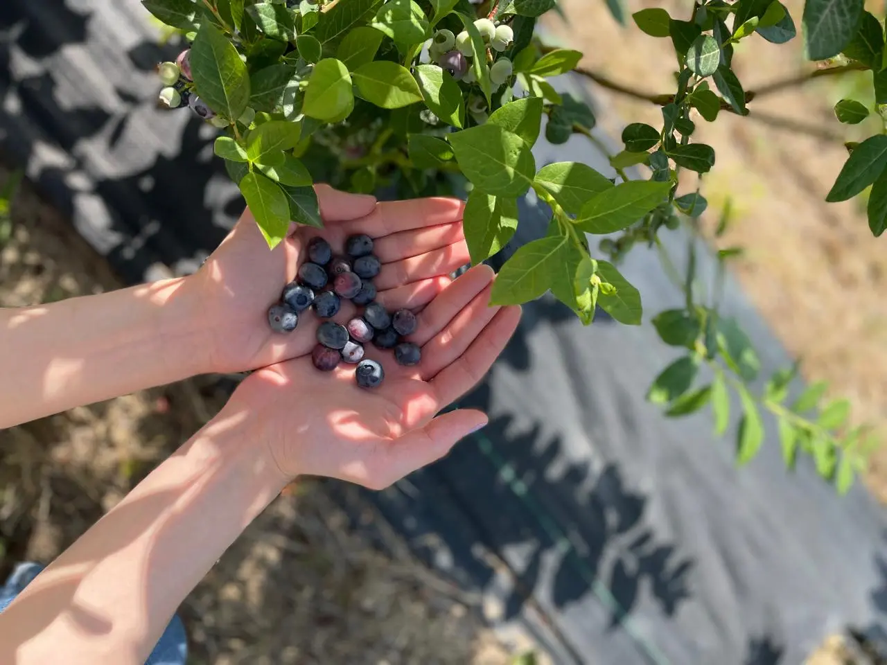 Seasonal Care for Blueberry Bushes